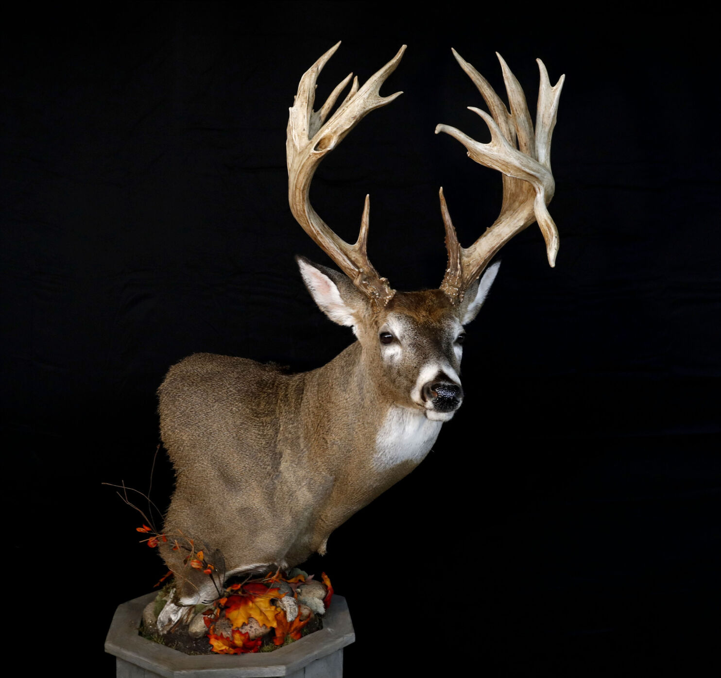 Record buck mounting